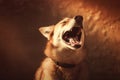 a dog yawning with its mouth open and it\'s mouth wide open