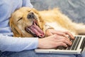 Dog yawning while its owner working on laptop Royalty Free Stock Photo