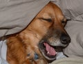 Dog yawning