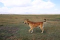 Dog yawning on a vast meadow near Song-Kul lake in Kyrgyzstan, Centarl Asia