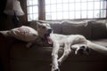 Dog Yawns on Sofa Royalty Free Stock Photo