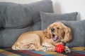 Dog yaws on the sofa. American Cocker Spaniel sleeps on the sofa Royalty Free Stock Photo