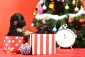 Dog year, pet and animal on red background. Royalty Free Stock Photo