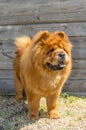 Dog ,yellow chow-chow, in the rack. close-up.