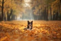 Dog in the yellow grass in autumn in the park. Pet for a walk. Tri-color Border Collie Royalty Free Stock Photo