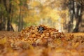 Dog in the yellow grass in autumn in the park. Pet for a walk. Tri-color Border Collie Royalty Free Stock Photo
