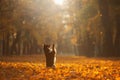 Dog in the yellow grass in autumn in the park. Pet for a walk. Tri-color Border Collie Royalty Free Stock Photo