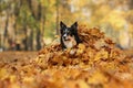 Dog in the yellow grass in autumn in the park. Pet for a walk. Tri-color Border Collie Royalty Free Stock Photo