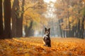 Dog in the yellow grass in autumn in the park. Pet for a walk. Tri-color Border Collie Royalty Free Stock Photo