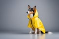 Dog in yellow raincoat with hood sitting in the foreground mockup for pet shop dog clothing sale