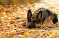 Dog in yellow and red autumn leaves Royalty Free Stock Photo