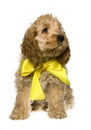 Dog with yellow ribbon is sitting and watching