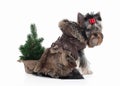 Dog. Yorkie puppy with christmas tree on white background Royalty Free Stock Photo