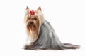 Dog. Yorkie puppy on white background Royalty Free Stock Photo