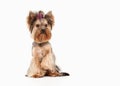 Dog. Yorkie puppy on white gradient background Royalty Free Stock Photo