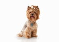 Dog. Yorkie puppy on white gradient background