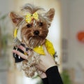 Dog Yorkshire terrier in the arms of mistr Royalty Free Stock Photo