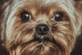 Dog Yorkshire Terrier close-up face Royalty Free Stock Photo