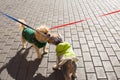 Dog Yorkshire Terrier couple smelling each other