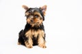 Dog Yorkshire terrier little puppy looking in to camera Royalty Free Stock Photo