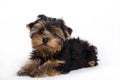 Dog, Yorkshire terrier puppy Royalty Free Stock Photo