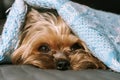 Dog yorkshire terrier under a blanket