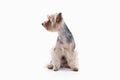 Dog. Yorkshire terrier on white gradient background