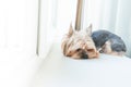 Dog yorkshire terrier on the window