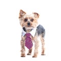 Dog, a yorkshire terrierin a tie and a white collar. Education, Royalty Free Stock Photo