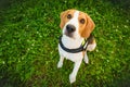 Dog young beagle sitting and looking up at the camera Royalty Free Stock Photo