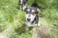 Dog, young German shepherd cross with Husky on a green young grass Royalty Free Stock Photo