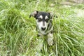 Dog, young German shepherd cross with Husky on a green young grass Royalty Free Stock Photo
