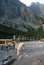 Dog on Zelene pleso chalet in High Tatras Royalty Free Stock Photo