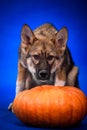Dog zonal color on a blue background next to a pumpkin. Halloween. Royalty Free Stock Photo