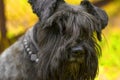 Dog of Zwergschnauzer Close-up Royalty Free Stock Photo