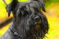 Dog of Zwergschnauzer Close-up Royalty Free Stock Photo
