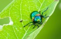 Dogbane beetle