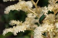 Dogbane Beetle (Chrysochus auratus)