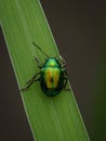 Dogbane beetle Royalty Free Stock Photo