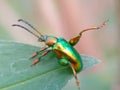 dogbane beetle on a green leaf Royalty Free Stock Photo