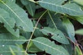 Dogbane Beetle on a leaf Royalty Free Stock Photo