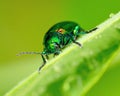 Dogbane Beetle Royalty Free Stock Photo