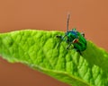 Dogbane beetle perching on leaf Royalty Free Stock Photo