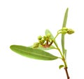 Dogbane Periploca Laevigata Royalty Free Stock Photo