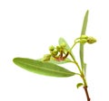 Dogbane Periploca Laevigata