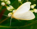 Dogbane Tiger Moth Royalty Free Stock Photo