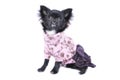 131129DogClothing_Dog Portraits151 Royalty Free Stock Photo