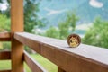 Dogecoin crypto coin on wooden terrace with green trees background with space for text