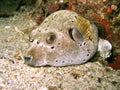 Dogface Pufferfish Royalty Free Stock Photo