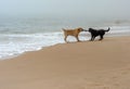 Dogfighting on the cloudy beach Royalty Free Stock Photo